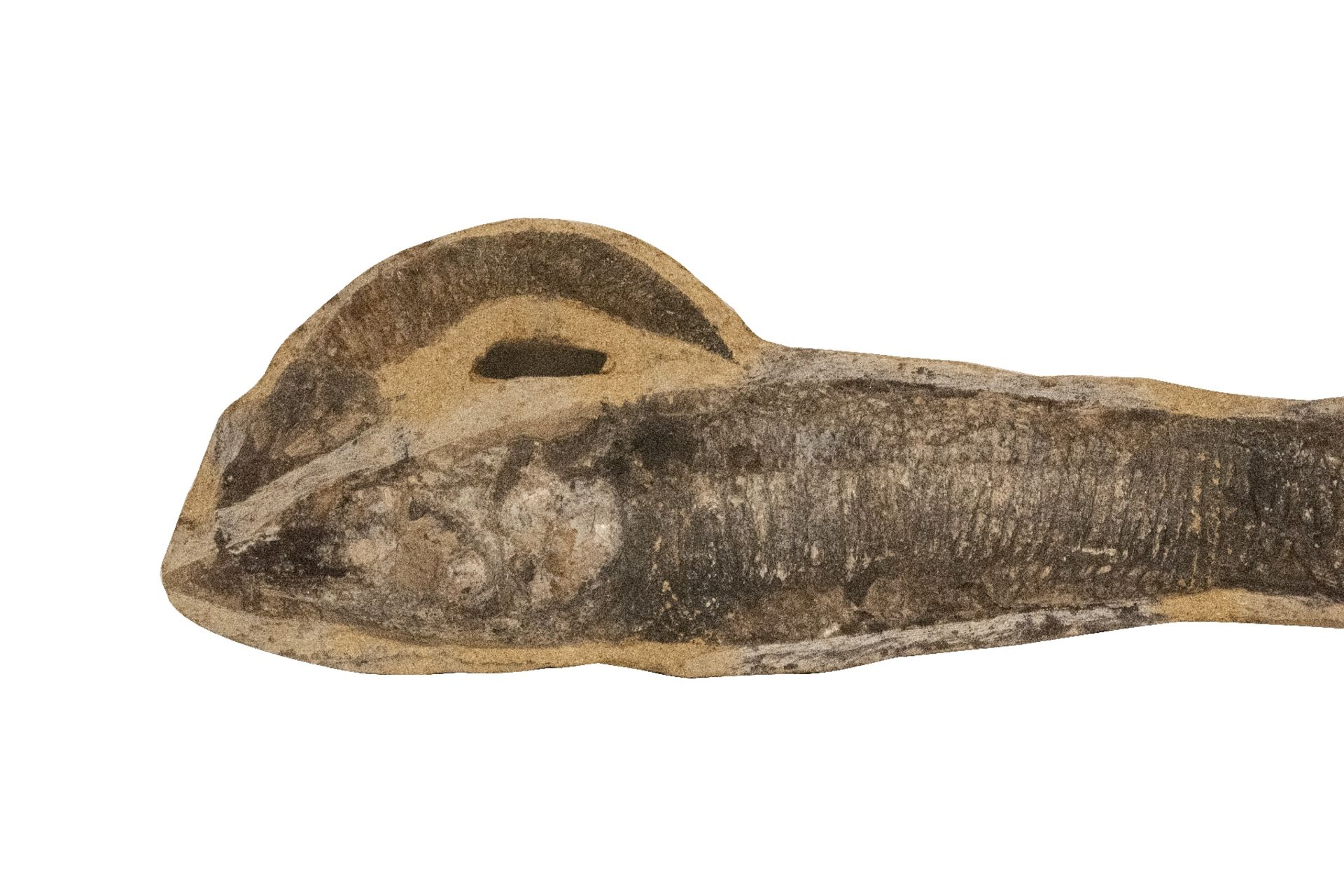 Versteinerter Fisch | Fossilized Fish - Image 3 of 5