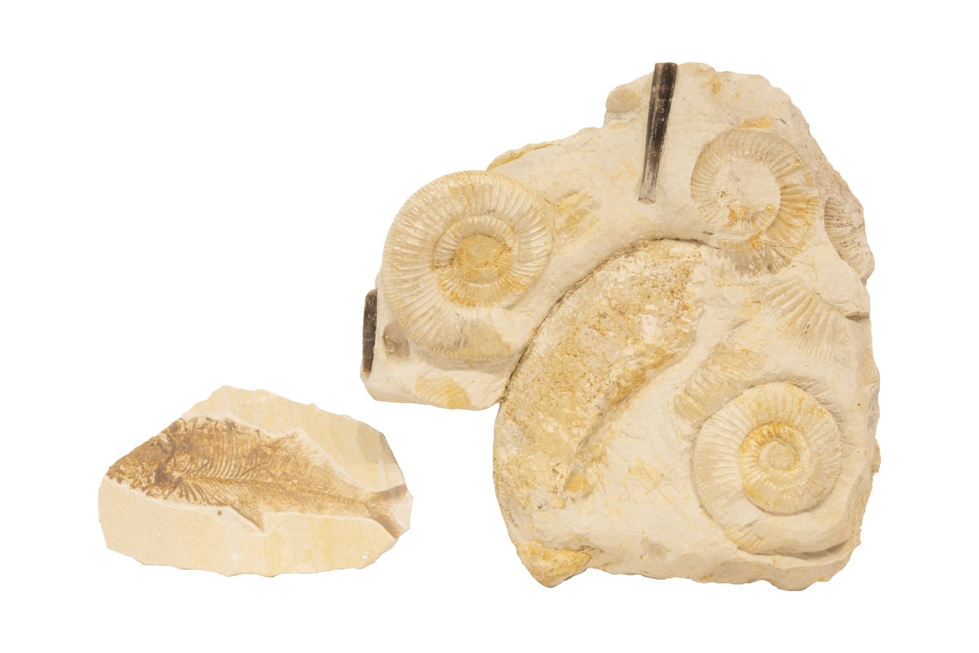 2 Fossilien mit Schnecken Einschluss | 2 Fossils with Snails Inclusion