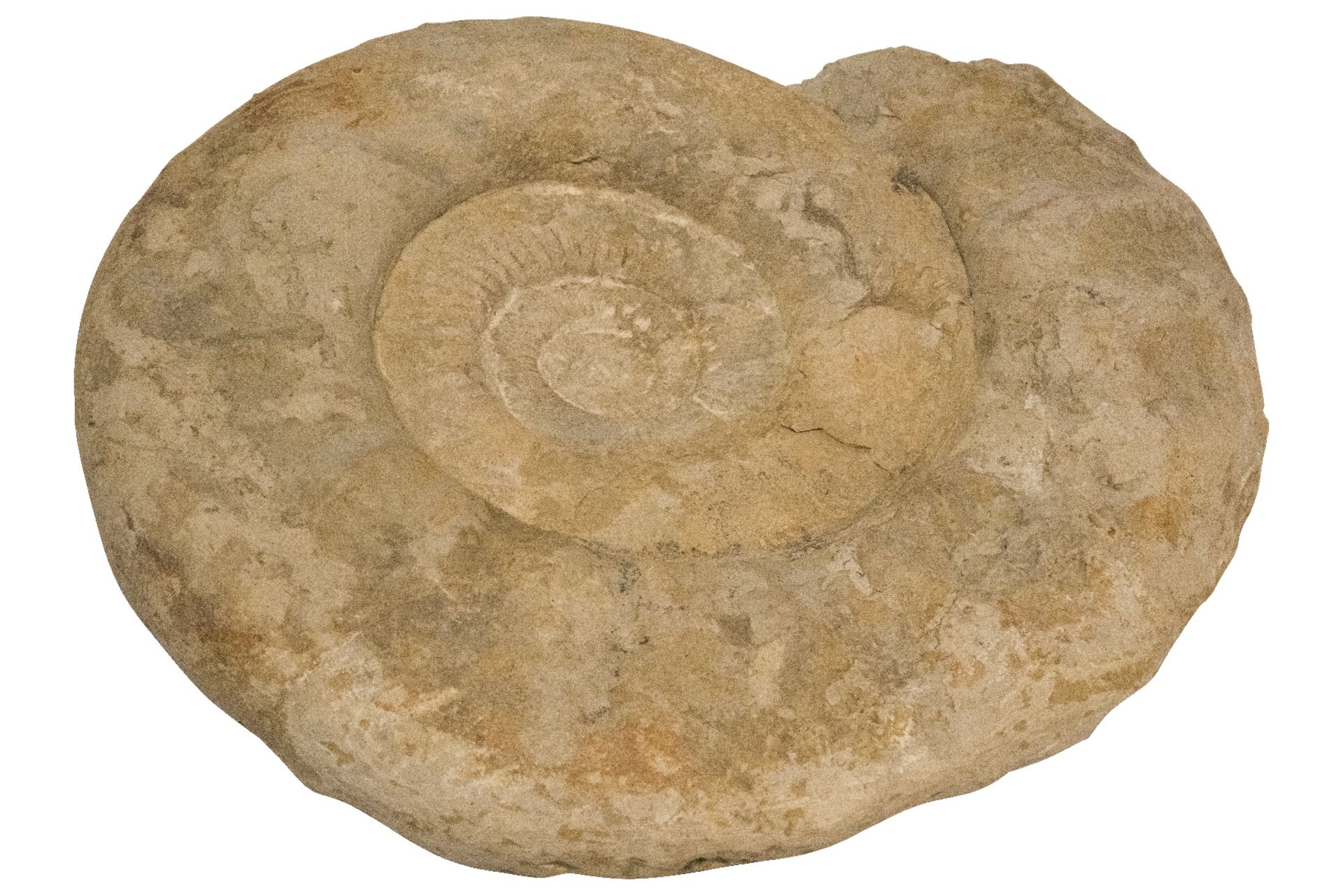 Ammonit im Holzgestell | Ammonite in Wooden Frame - Image 3 of 5