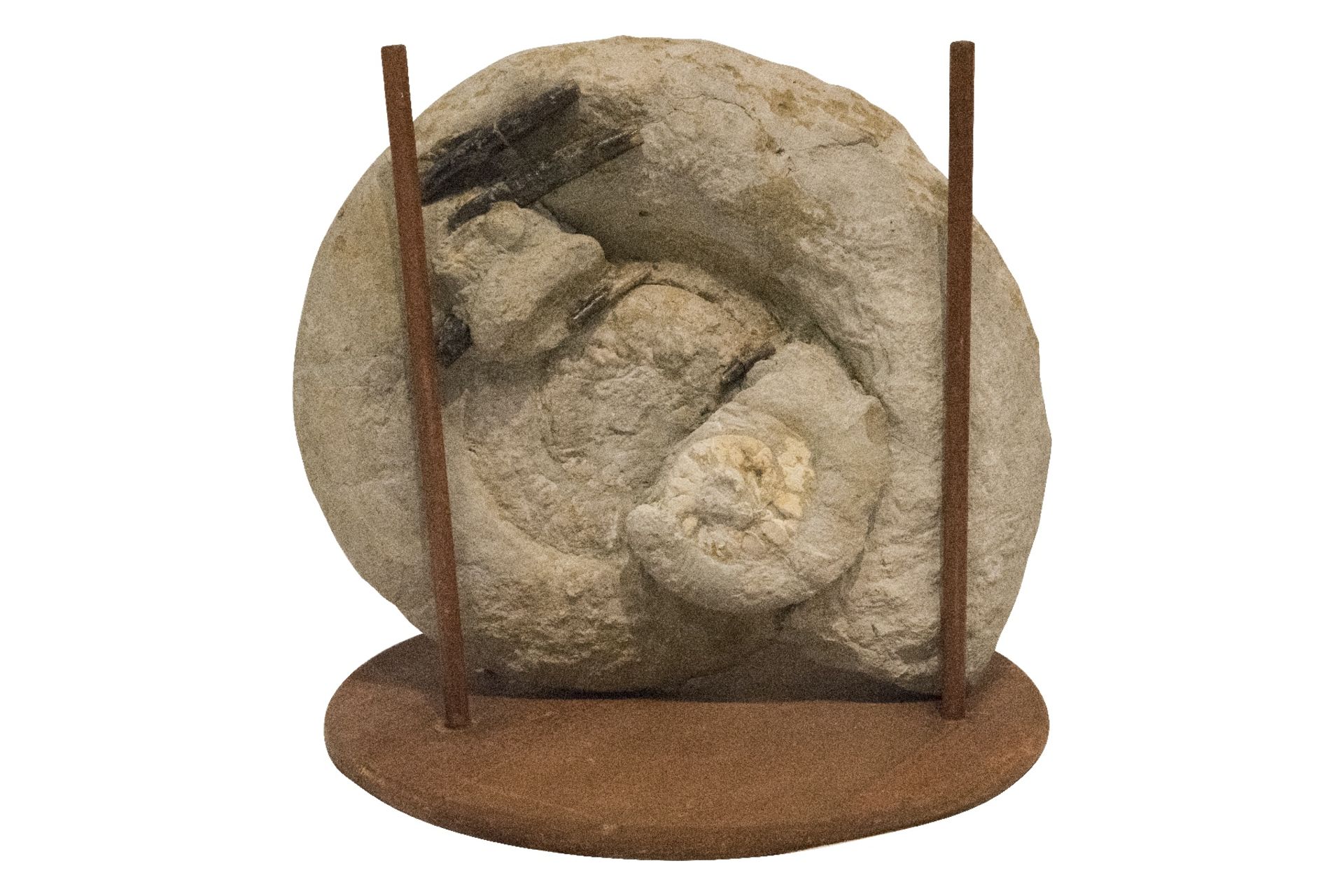 Ammonit im Holzgestell | Ammonite in Wooden Frame - Image 2 of 5
