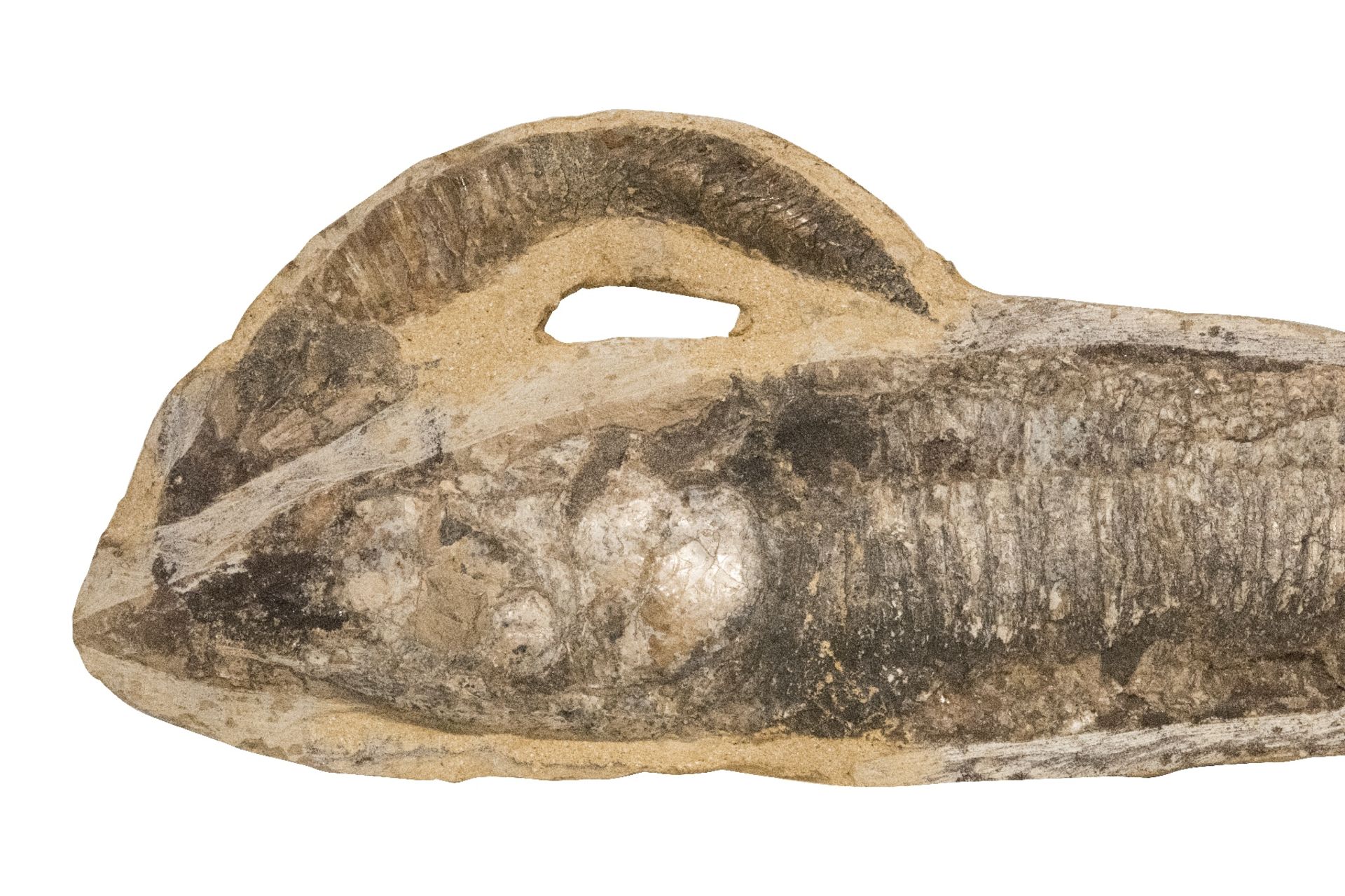 Versteinerter Fisch | Fossilized Fish - Image 5 of 5