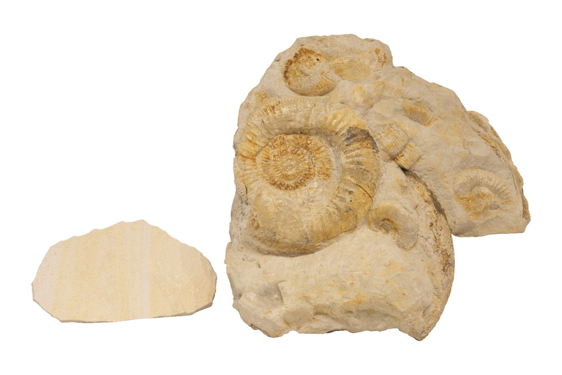 2 Fossilien mit Schnecken Einschluss | 2 Fossils with Snails Inclusion - Image 2 of 5