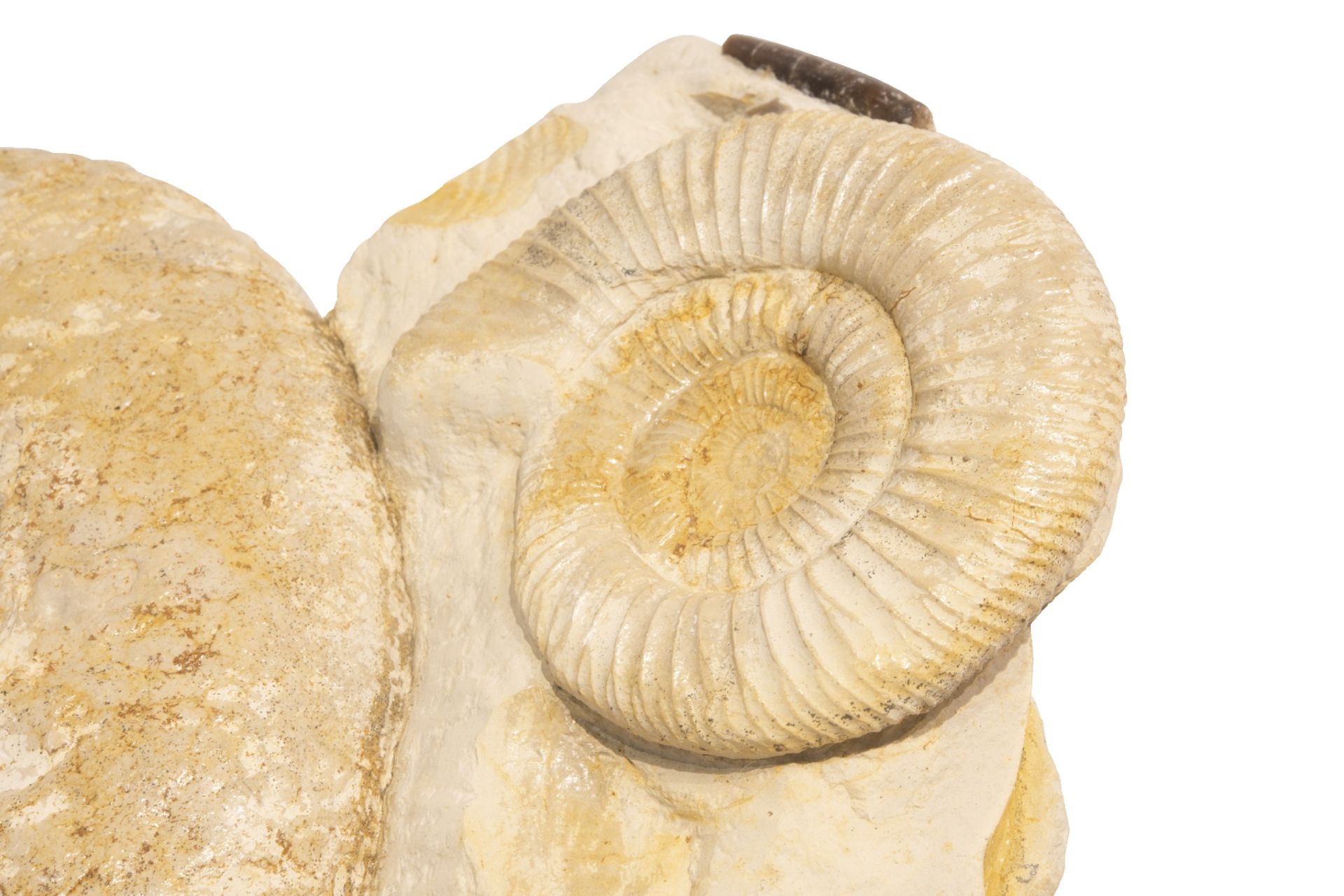 2 Fossilien mit Schnecken Einschluss | 2 Fossils with Snails Inclusion - Image 4 of 5