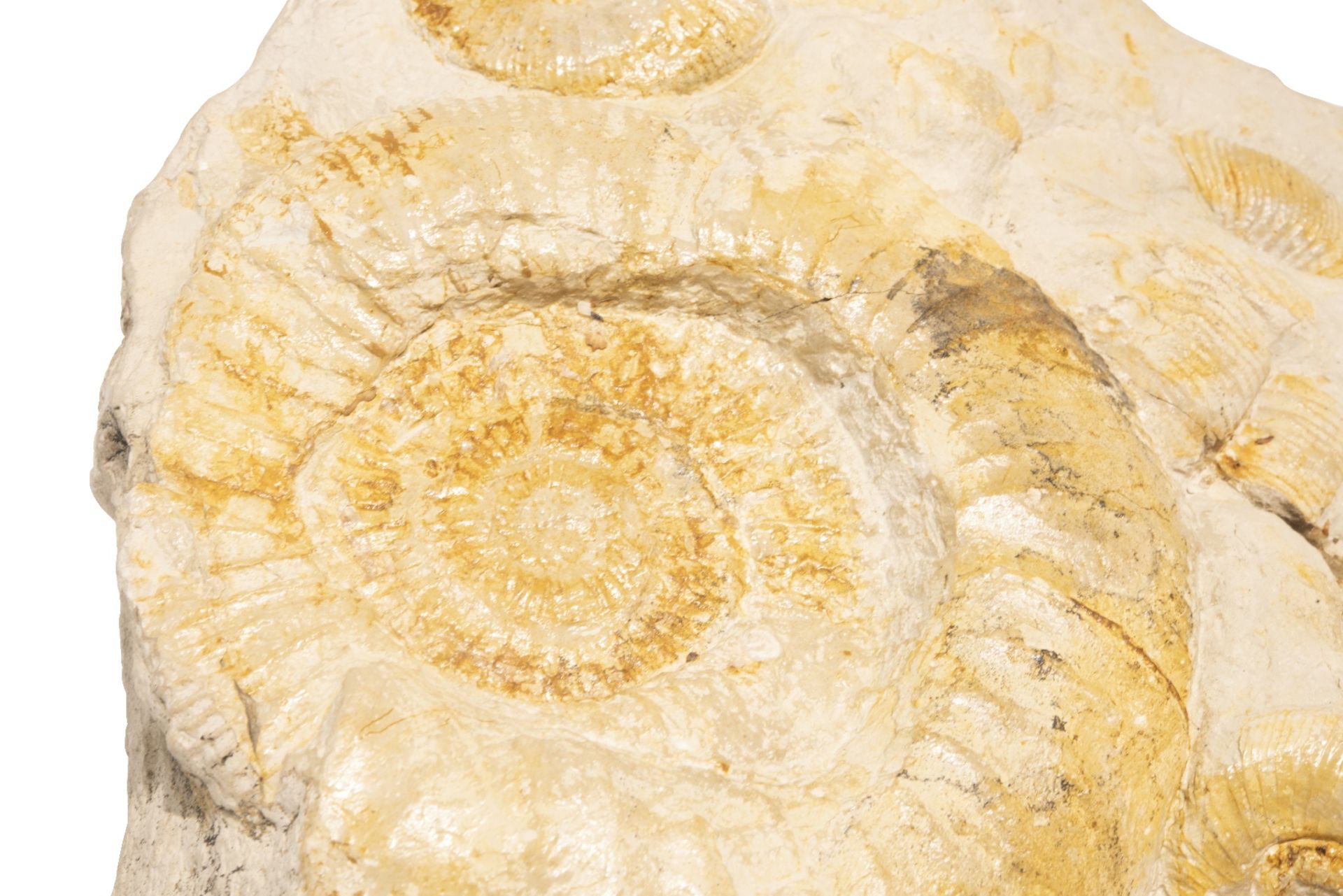 2 Fossilien mit Schnecken Einschluss | 2 Fossils with Snails Inclusion - Image 3 of 5