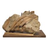 Versteinerter Seekuhrippen im Holzgestell | Fossilized Seacow Ribs in a Wooden Frame