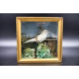 Vintage stuffed bird in glass box