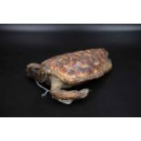 Victorian Taxidermy Small sea Turtle