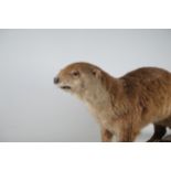 A large vintage Taxidermy Otter