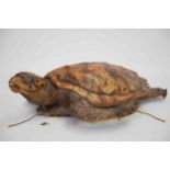 Victorian Taxidermy Loggerhead Sea Turtle