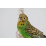 Taxidermy Budgie Green one