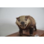 A small baby taxidermy badger