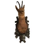 TAXIDERMY: AN ALPINE CHAMOIS, neck mount, on Austrian carved wood shield of branches, oak leaves and