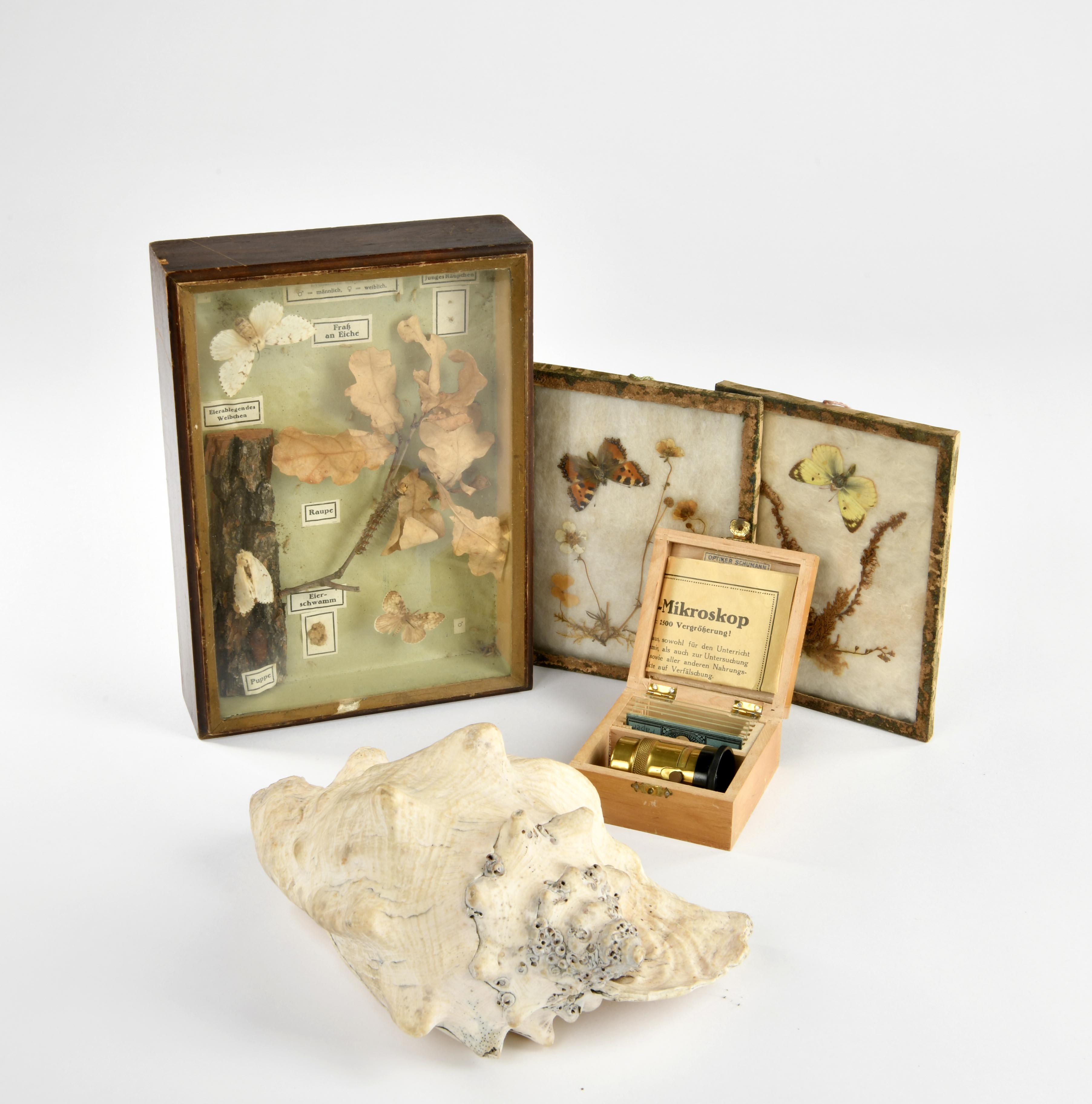 2 butterfly specimens, sea shell, small stand microscope + Kosmo showcase (Optiker Schumann "