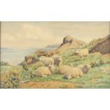 William Sidney Cooper (1854-1927) Schafe mit Meerblick 1909, sheep with sea view,