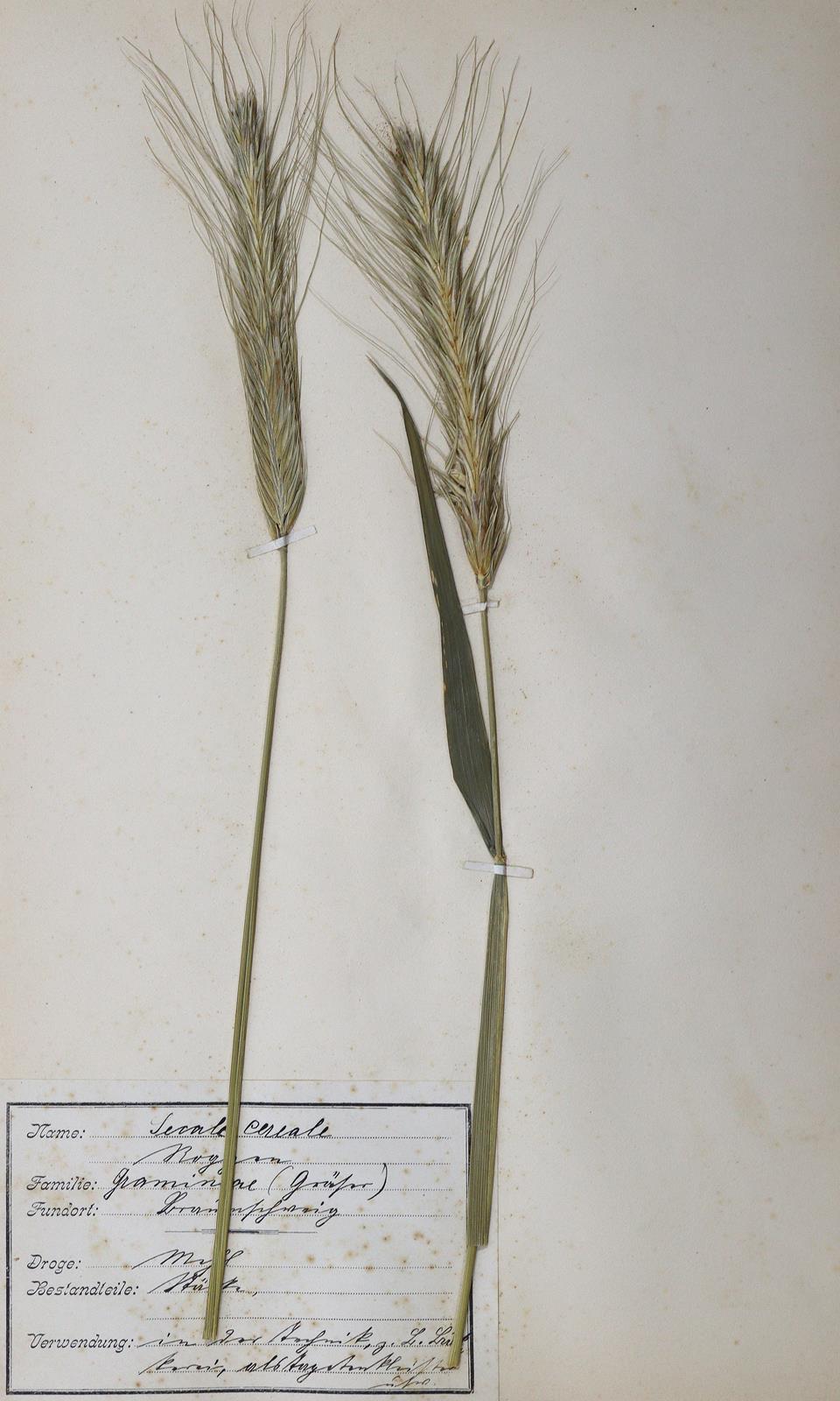Herbarium. - Image 3 of 3