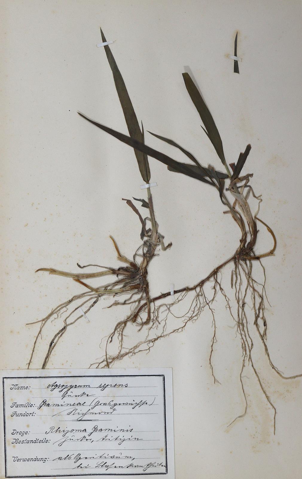 Herbarium. - Image 2 of 3