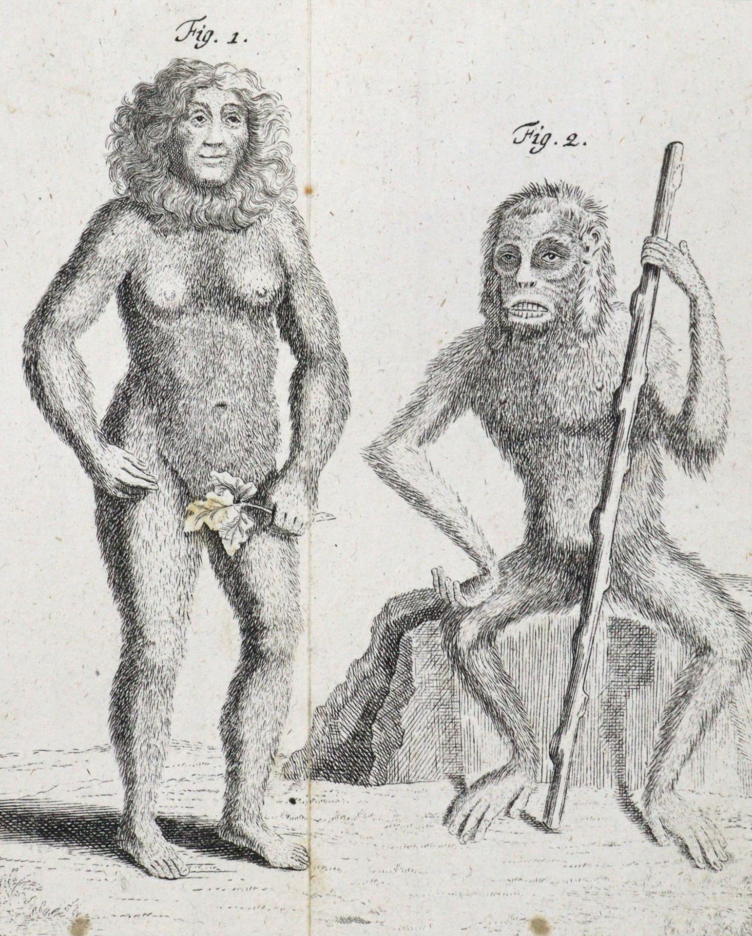 Linné,C.v. - Image 6 of 8