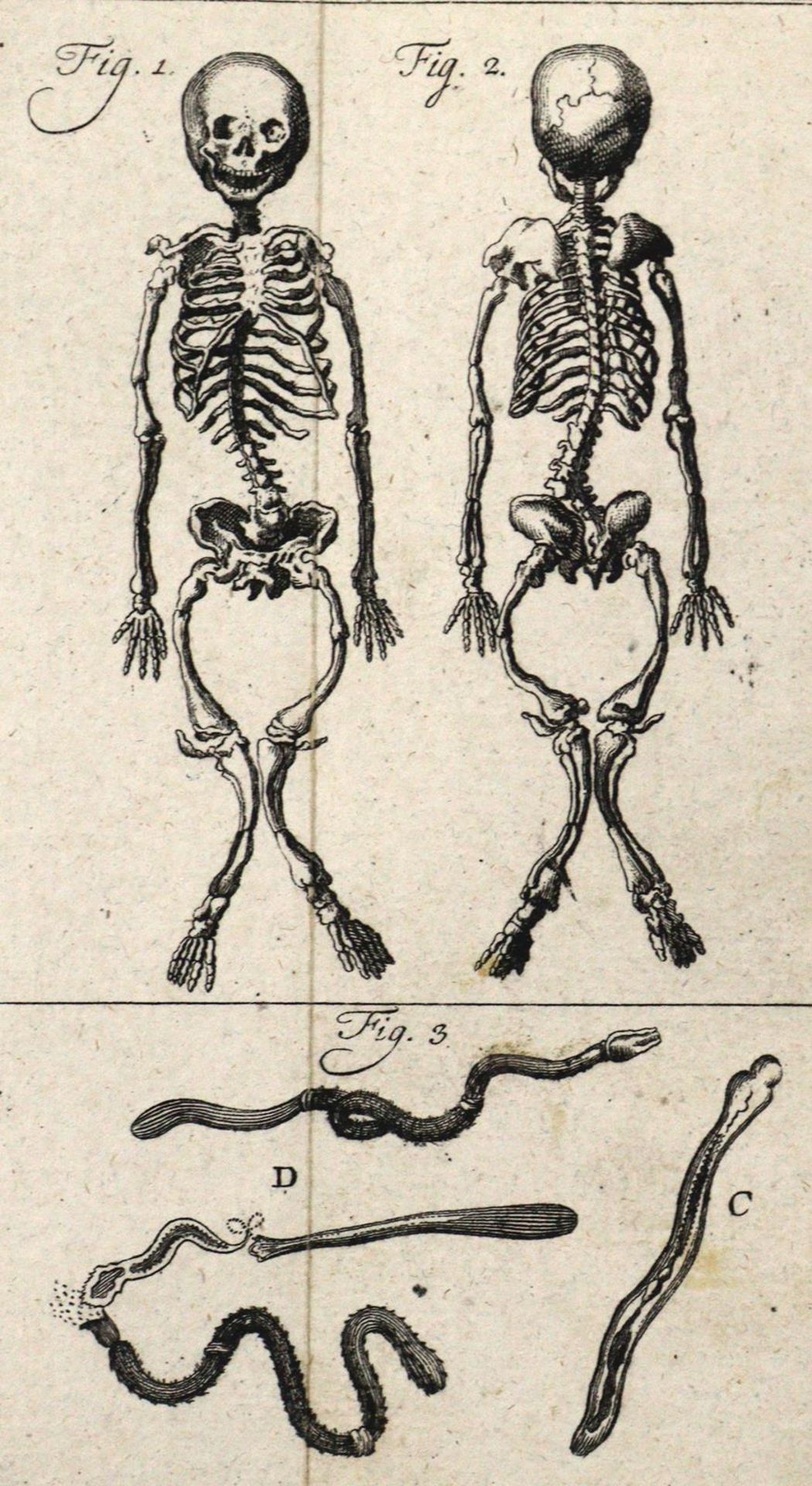 Linné,C.v. - Image 5 of 8