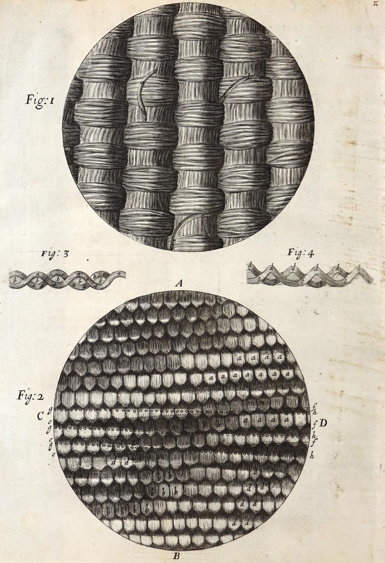 Hooke,R. - Bild 6 aus 17