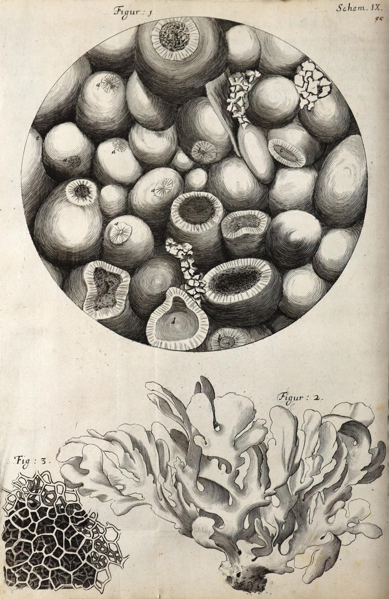 Hooke,R. - Bild 12 aus 17