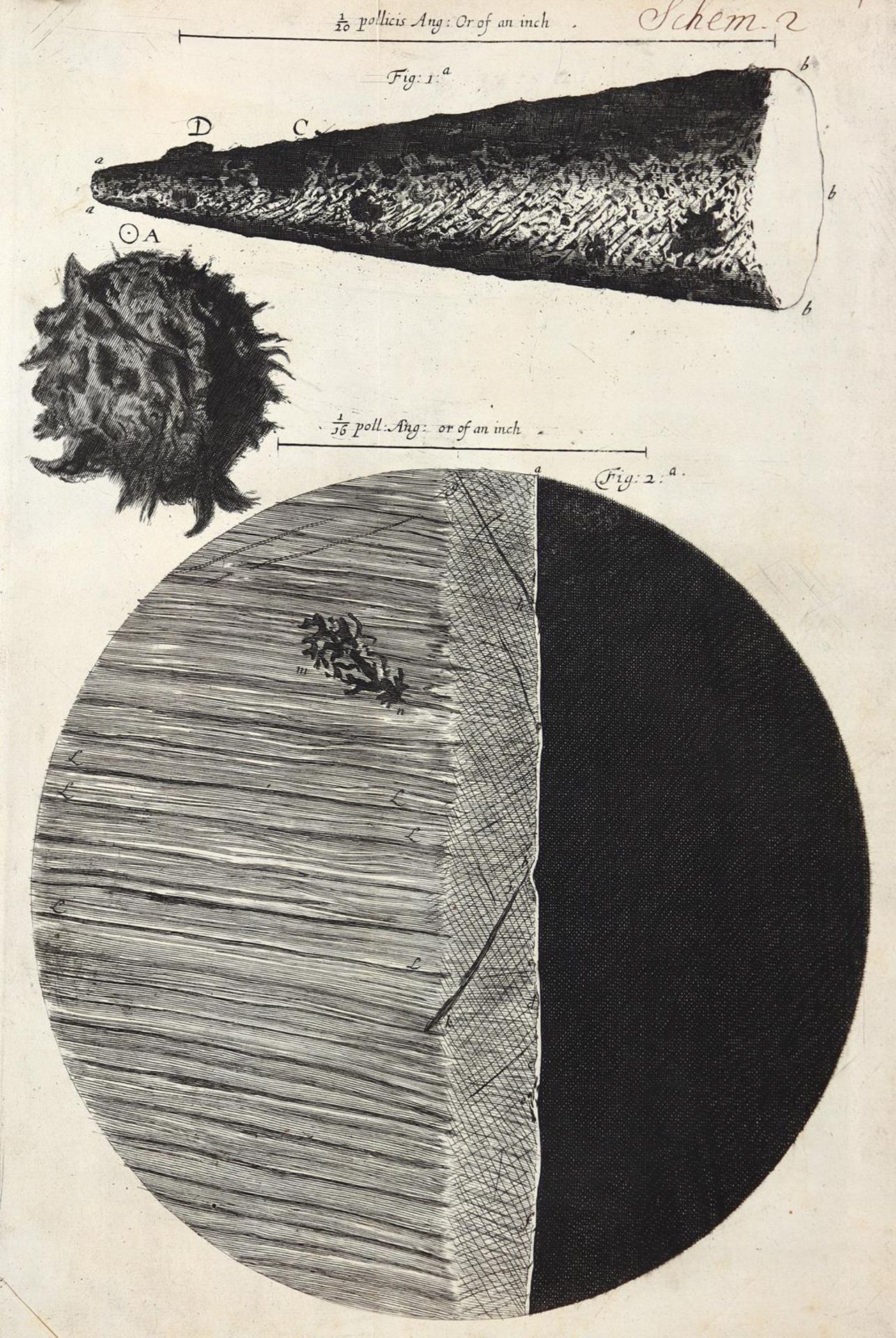 Hooke,R. - Bild 5 aus 17