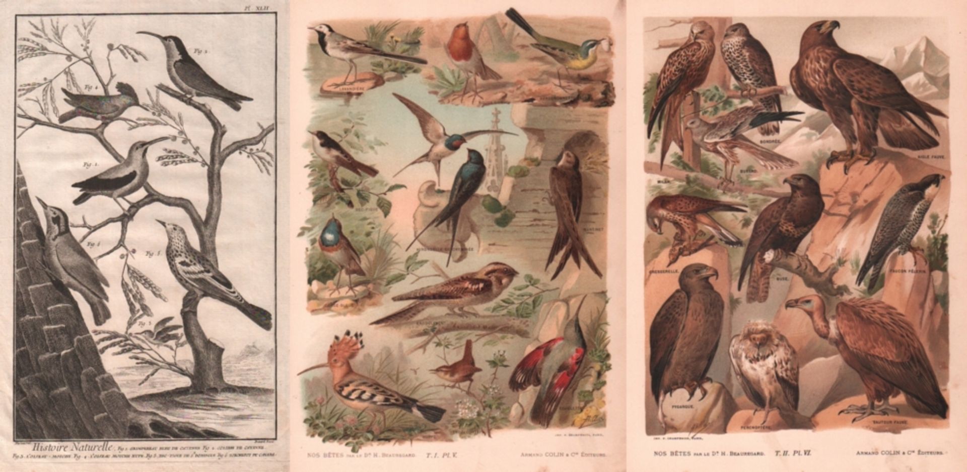 Tierdarstellungen. Vögel. Konvolut von 42 teilweise kolorierten Kupferstichen aus "Buffon" aus der