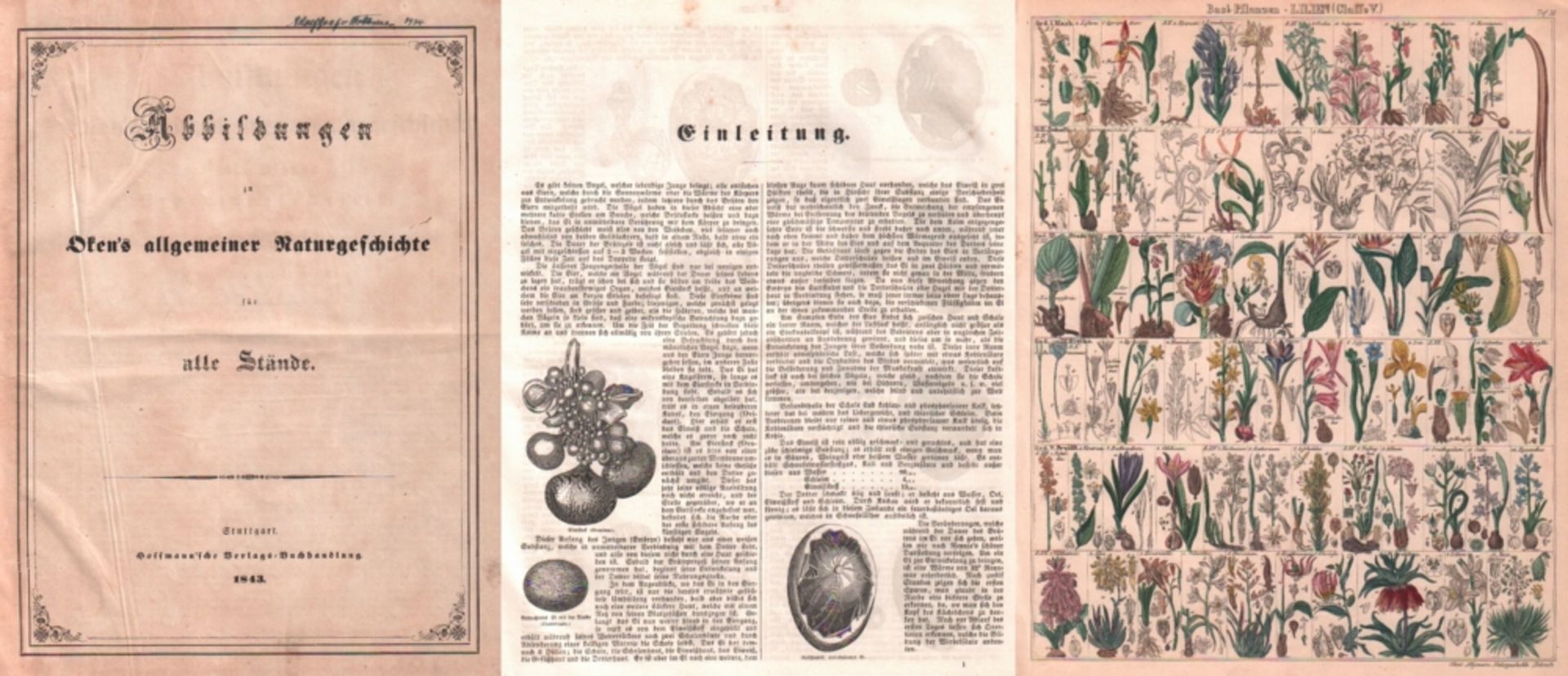 Naturwissenschaften. Oken, (L.) Abbildungen zu Oken's allgemeiner Naturgeschichte für alle Stände.