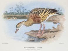 Mathews - Birds of Australia, 4 Bde.