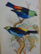 Butler - Foreign finches in captivity