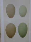 Seebohm - Eggs of British birds