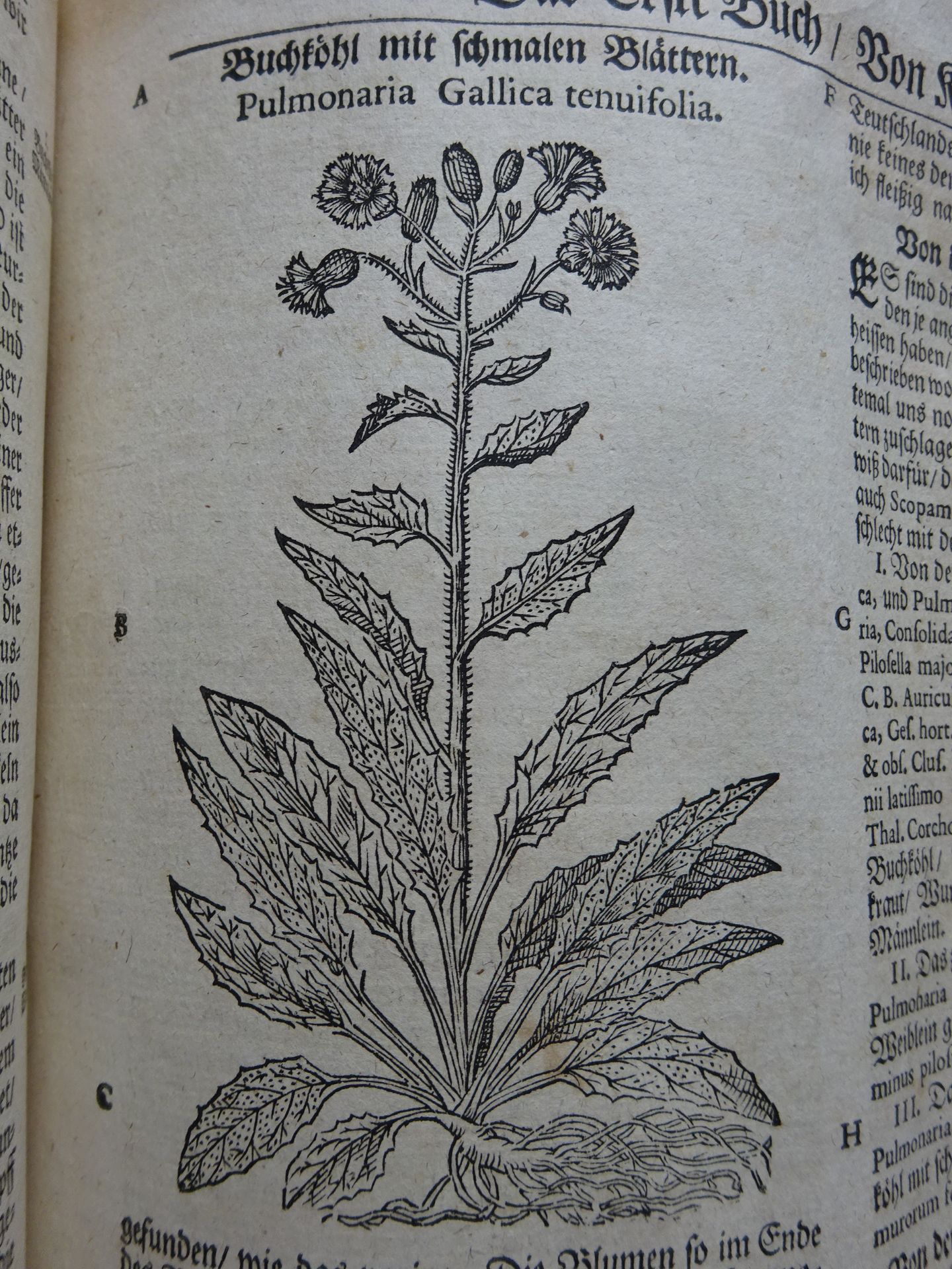 Tabernaemontanus - Kräuter-Buch - Bild 5 aus 10
