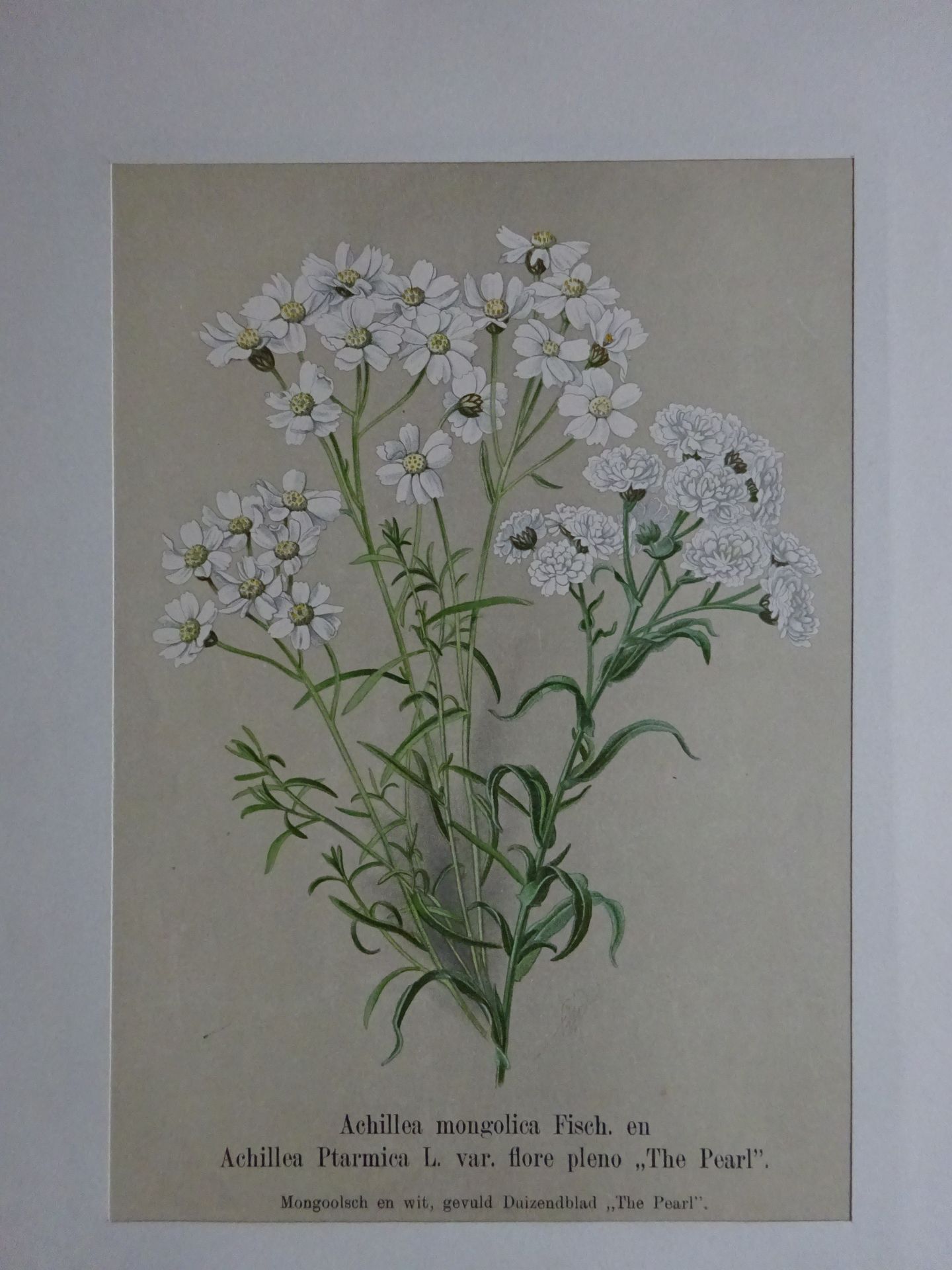 Blumen - 16 Lithographien & Beigabe - Bild 5 aus 7