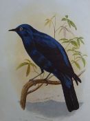 Cassell/Jones - Book of birds 3 Bde.