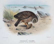 Mathews - Birds of Australia, Bd. 5