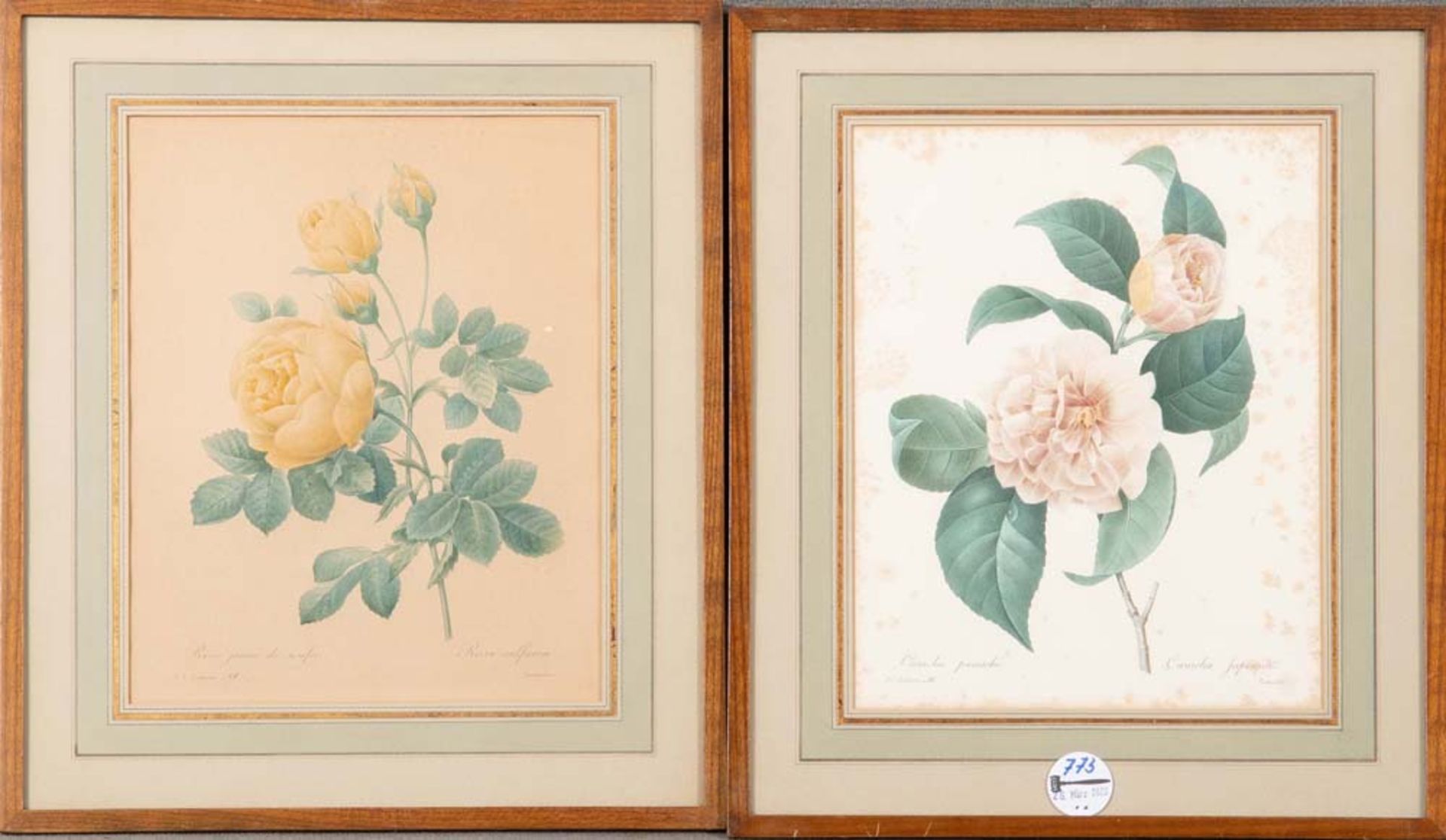 Pierre-Joseph Redouté (1759-1840). „La Rosa“ und „Camelia Jap...“. Zwei colorierte Kupferstiche,