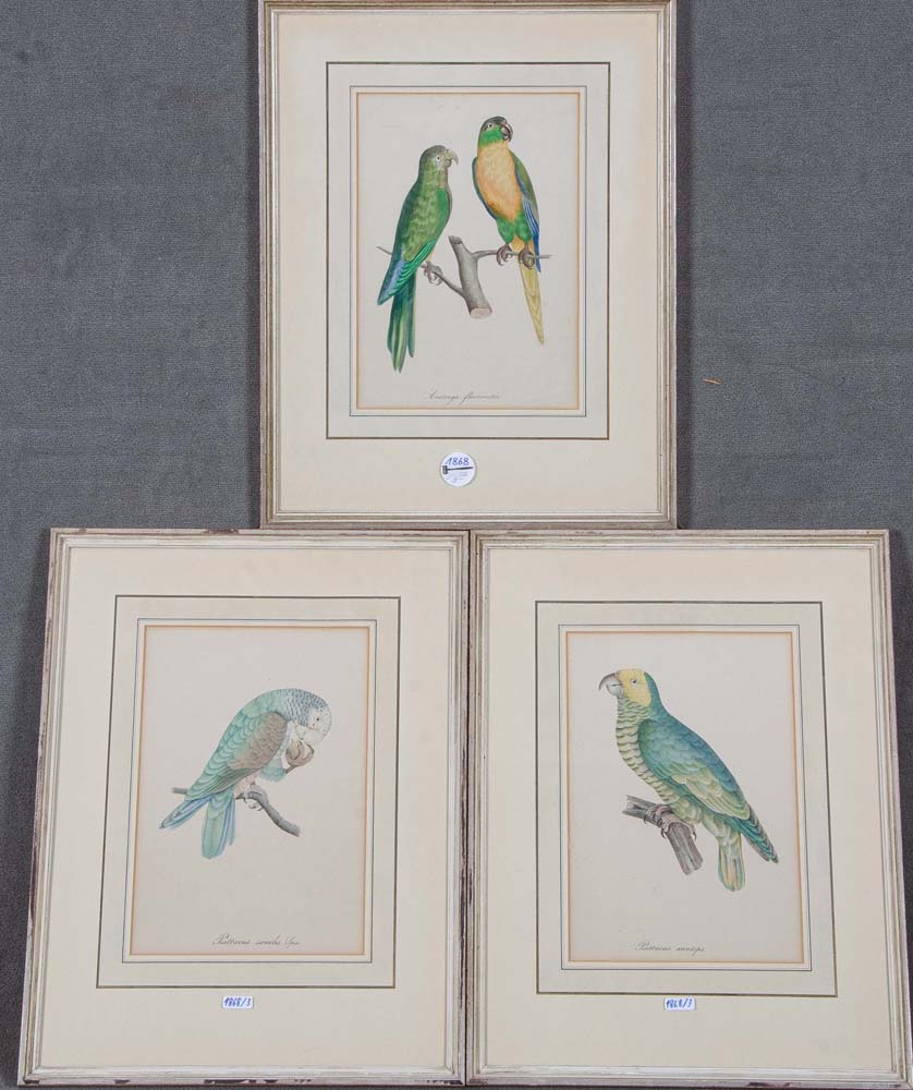 Graphiker des 19. Jhs. Papageien-Darstellungen. Colorierter Stahlstich, hi./Gl./gerahmt, mittig