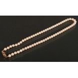 Perlenkette. 14 ct Goldverschluss, besetzt mit Brillanten, ca. 0,02 ct und Rubin.