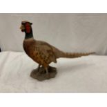 A MODEL OF A PHEASANT, APPROX 54CM LENGTH, 35CM HEIGHT