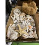A BOX OF MARINE ITEMS TO INCLUDE, CORAL ,SPONGE, SHELLS, A STARFISH, ETC