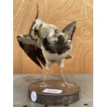 A TAXIDERMY LAPWING ON WOODEN PLINTH BASE