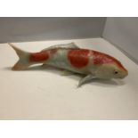 AN ORNAMENTAL KOI CARP LENGTH 38CM