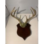 A PAIR OF ANTLERS ON A SHIELD SHAPED BACK