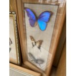 THREE PICTURE FRAMES CONTAINING BUTTERFLIES