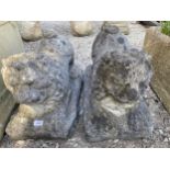 A PAIR OF RECONSTITUTED STONE CROUCHING LIONS (L:57CM)
