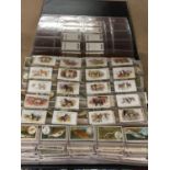 A LARGE ALBUM OF CIGARETTE CARDS TO INCLUDE DOGS, FISH, MILITARY, SHIPS, ETC