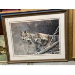 A LARGE FRAMED LIMITED EDITION PRINT DEPEICTING THREE WOLVES IN A WINTER FOREST SCENE SIGNED BY