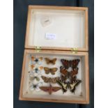 AN ENTOMOLOGY BOXED BUTTERFLY AND MOTH DISPLAY CONTAINING ELEVEN EXAMPLES