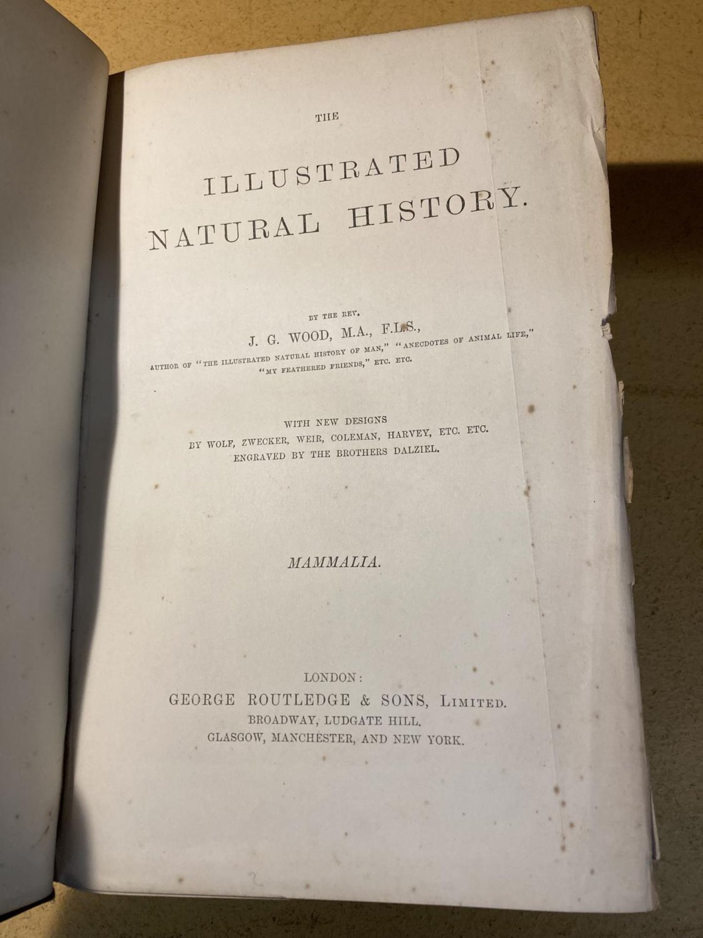 AN ILLUSTRATED NATURAL HISTORY OF MAMMALS - J G WOOD - CIRCA 1865 GILT ILLUSTRATED BOARDS, MINOR - Image 4 of 4