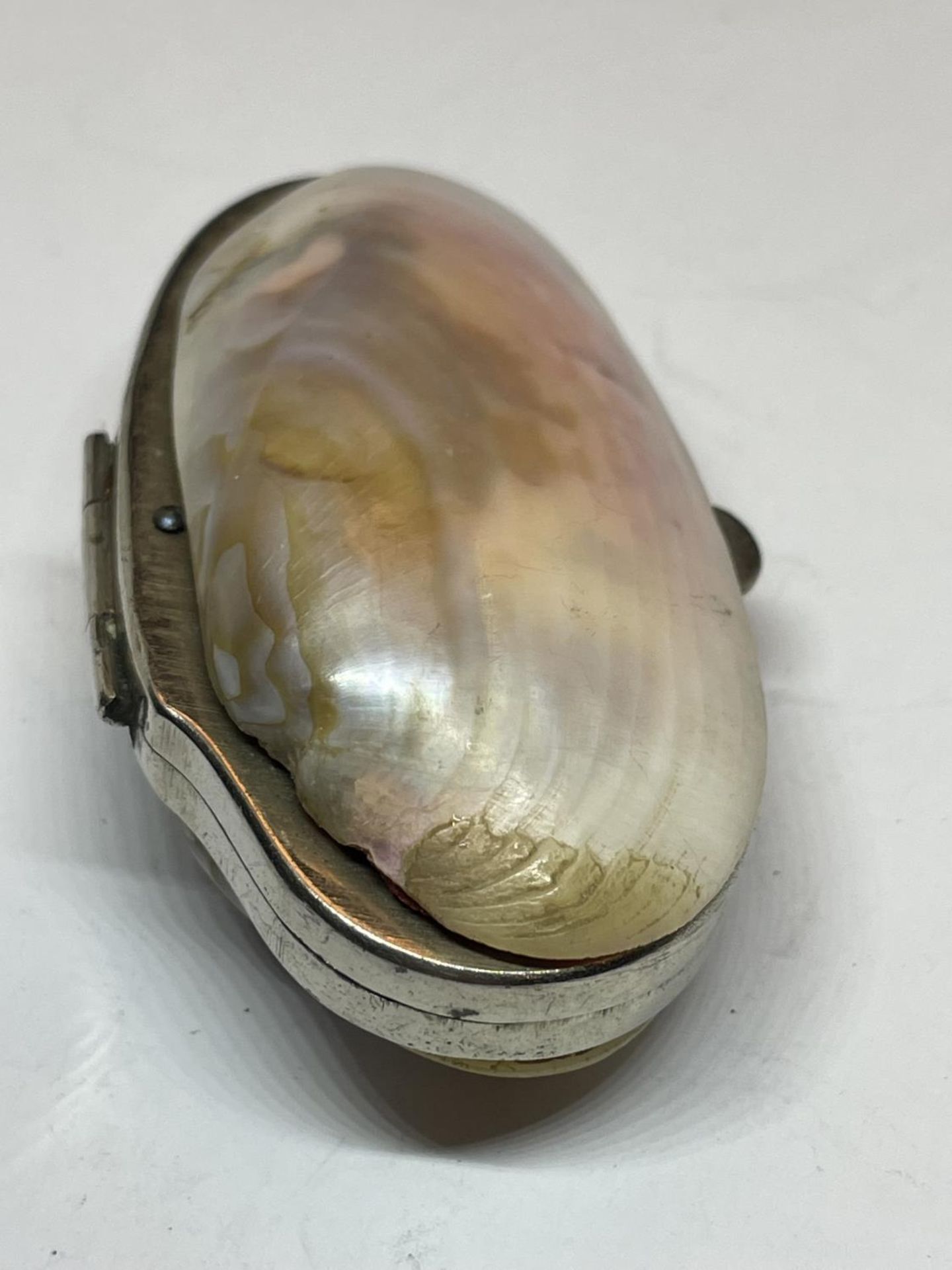 A PURSE MADE OUT OF A SHELL WITH A FOLDED INTERIOR