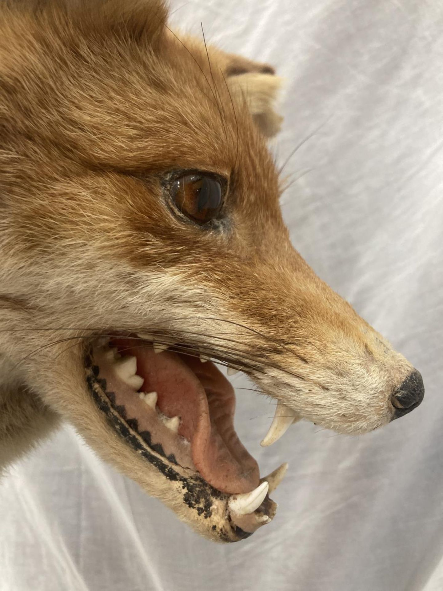 A TAXIDERMY RED FOX ON A BRANCH IN GOOD OVERALL CONDITION LENGTH APPROX 67CM, HEIGHT APPROX 49CM - Image 8 of 8